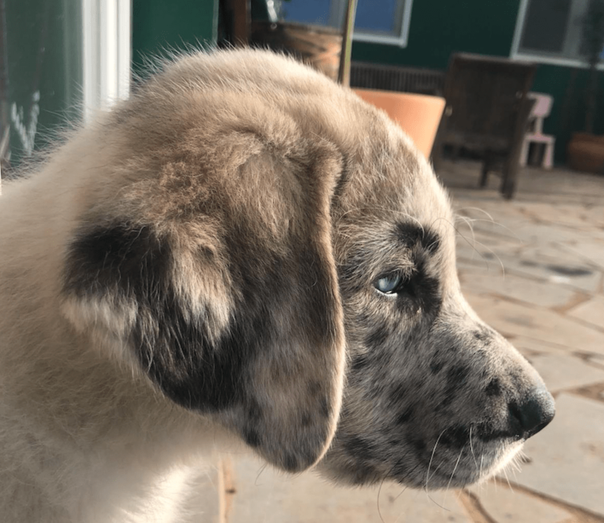 La medida es parte del plan de choque del Cabildo contra el abandono animal (Foto TA)